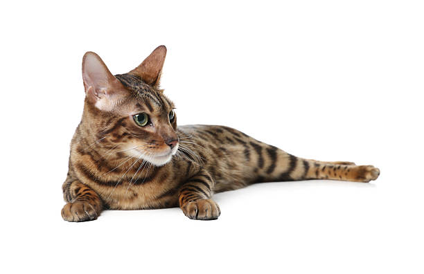 istock Bengal cat isolated on white. Beautiful pet 2253227937