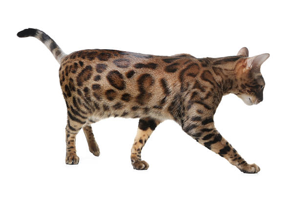 ocelot siting on a stone on the background of the jungle and looking at the camera.