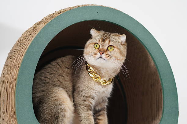 istock Charming Cat with Golden Necklace Posing Inside Modern Cat Tree, Capturing Playful and Elegant Feline Beauty in Minimalist Setting 2253228010