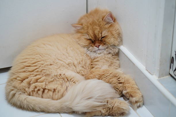 istock Cute fluffy orange cat sleeping peacefully on white tiled floor near wall corner in cozy indoor setting creating a serene ambiance for feline lovers 2253228143