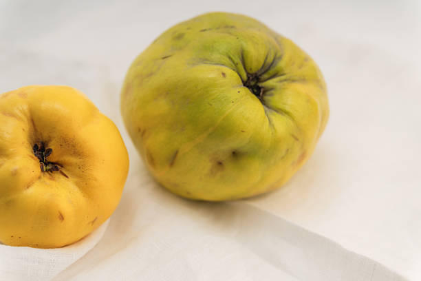 Two large fresh quince fruits on a table with copy space.