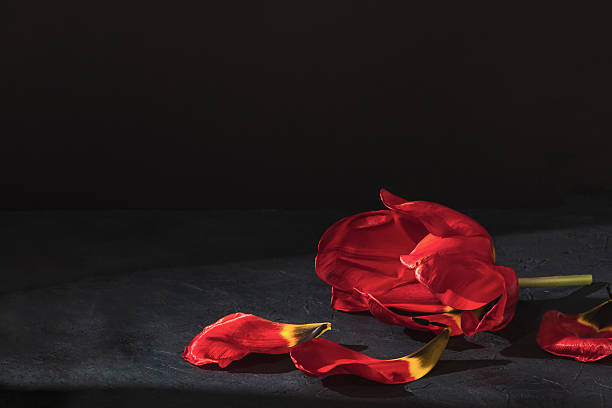 Fading red tulip on a black background. Tulip petals