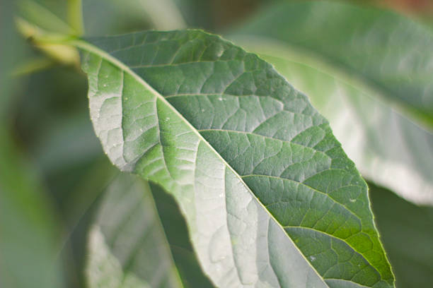 Close-up macro photograph of a fresh green leaf highlighting detailed veins, smooth texture, and natural sunlight