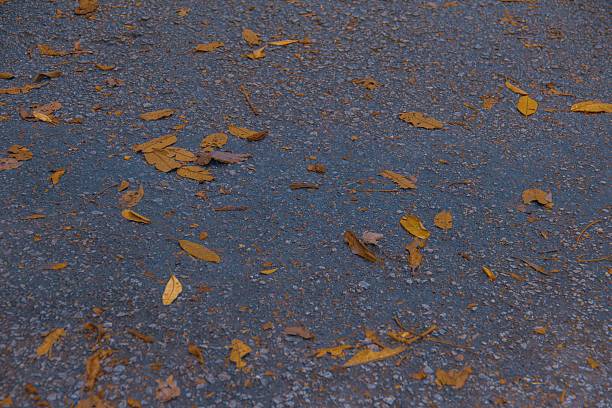 A serene, natural scene showcasing dried fallen leaves scattered across the ground. The image captures the quiet beauty of seasonal change, symbolizing time, decay, and renewal. Perfect for themes like autumn, stillness, mindfulness, environmental awareness, and the passage of time. Suitable for editorial, backgrounds, seasonal campaigns, or nature-related content.
