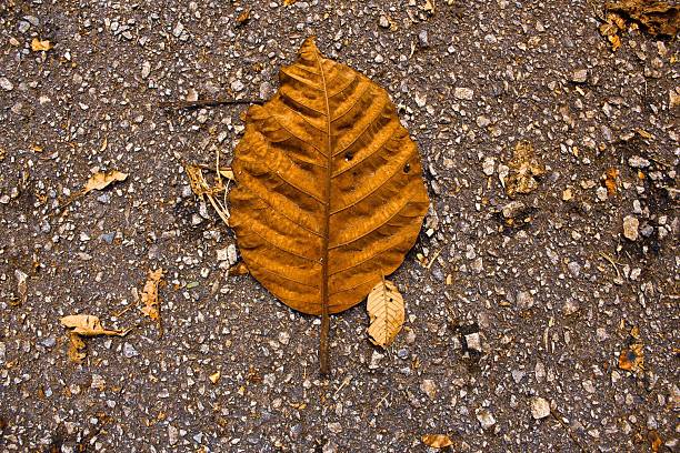 A serene, natural scene showcasing dried fallen leaves scattered across the ground. The image captures the quiet beauty of seasonal change, symbolizing time, decay, and renewal. Perfect for themes like autumn, stillness, mindfulness, environmental awareness, and the passage of time. Suitable for editorial, backgrounds, seasonal campaigns, or nature-related content.