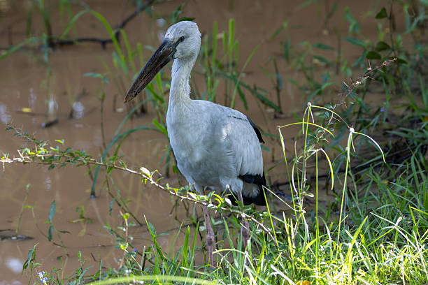 istock Asian Openbill Stork (Anastomus oscitans) in Yala National Park, Sri Lanka 2253230190