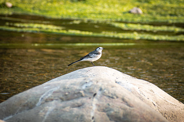 A black-and-white wagtail bird, likely a White Wagtail or a closely related wagtail species native to the Indian subcontinent, photographed near a riverside in its natural habitat.