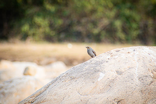 A Plumbeous Water Redstart perched beside a mountain stream, captured in its natural environment. This species is commonly found near fast-flowing rivers and rocky watercourses, making it ideal for wildlife and nature themes.