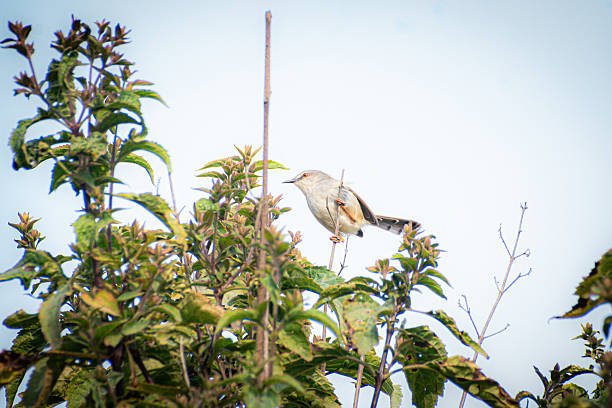 istock Grey-breasted Prinia (Prinia hodgsonii) Camouflaged in Wild Habitat 2253231917