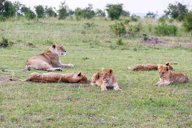 Lion Cubs with their mother on savannah