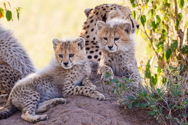 istock Curious Cheetah cubs resting in the shade with there mother 2253232417