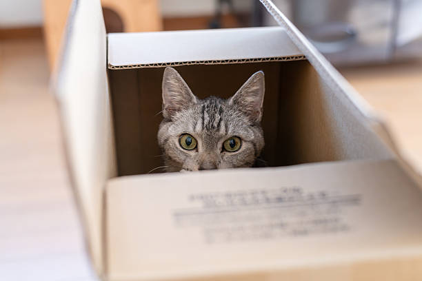 istock Cute cat peeking out of a cardboard box 2253232547