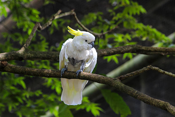 istock Sulphur crested cockatoo 2253232750