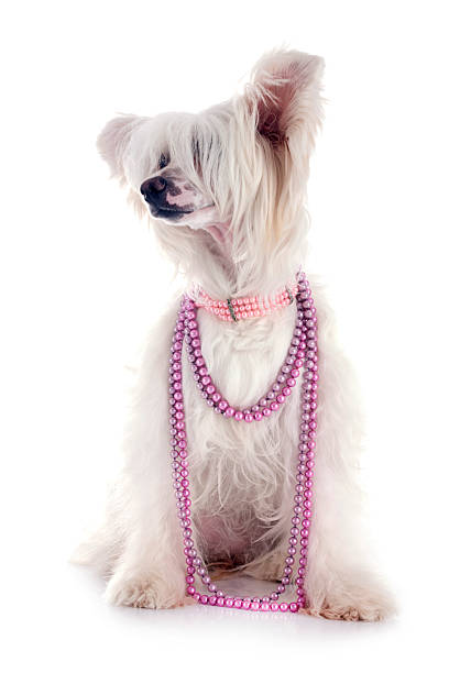 istock Chinese Crested Dog Powderpuff 2253234443