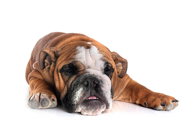 dog or French bulldog or old dog, sleeping french bulldog on the floor