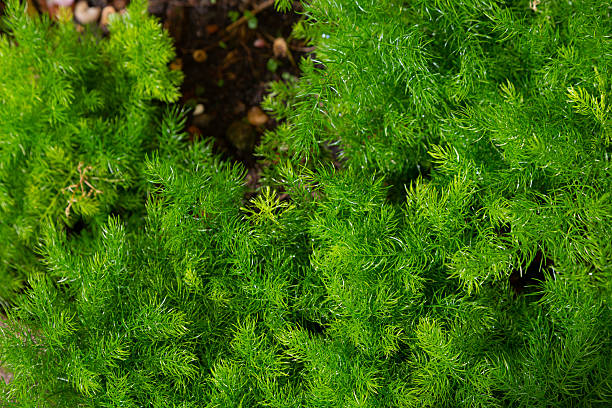 istock Sprenger's Asparagus Fern 2253236017