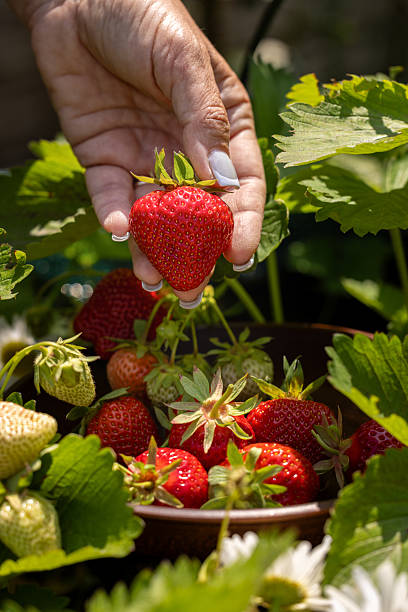 istock Woman's hand picking fresh ripe strawberry from garden 2253236361