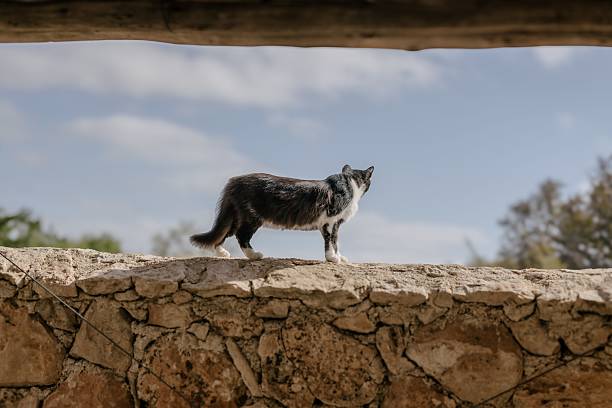 A curious black and white tuxedo cat stands atop a rustic weather-worn stone wall, gazing upwards intensely against a  bright blue summer sky.