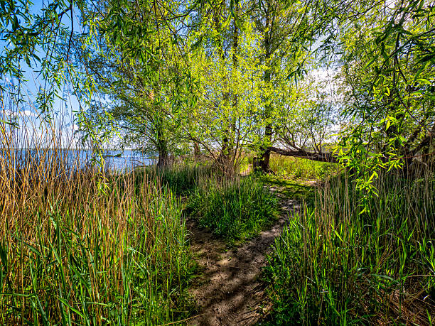 Dirt path winding through green foliage and tall reeds towards a blue lake under a bright sky