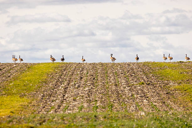 istock A flock of great bustards are walking across a field 2253240589