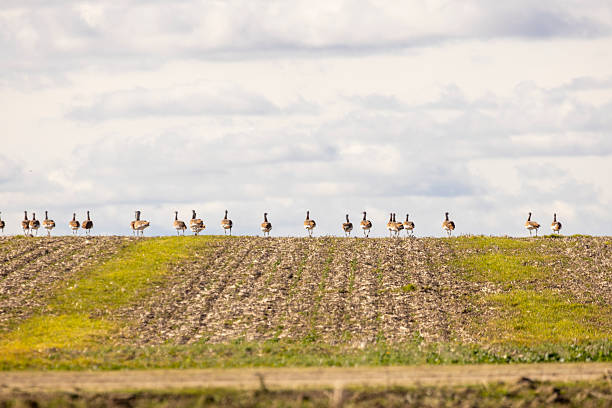 istock A flock of great bustards are walking across a field 2253240712