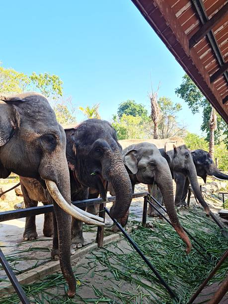 istock Asian Elephants Standing in a Row and Eating Grass 2253241216