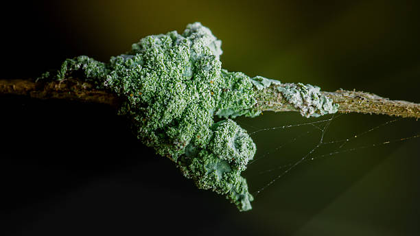 istock Green lichen growing on branch with spider web 2253241679