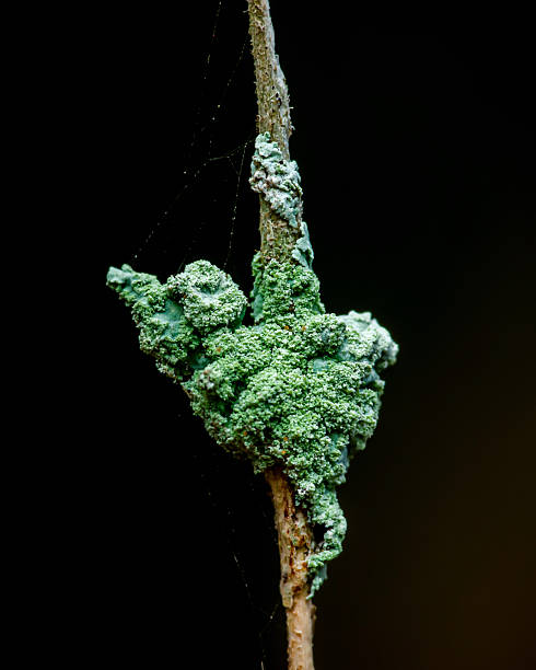 istock Green lichen growing on tree branch macro view 2253241681