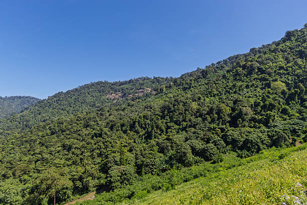 istock dense tropical forest on mountain slope, clear blue sky, khao yai, thailand — lush greenery 2253242487
