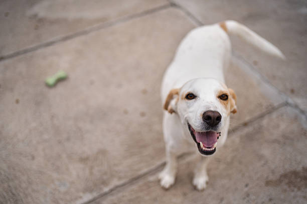 aggressive dog Thai Bang Kaeo