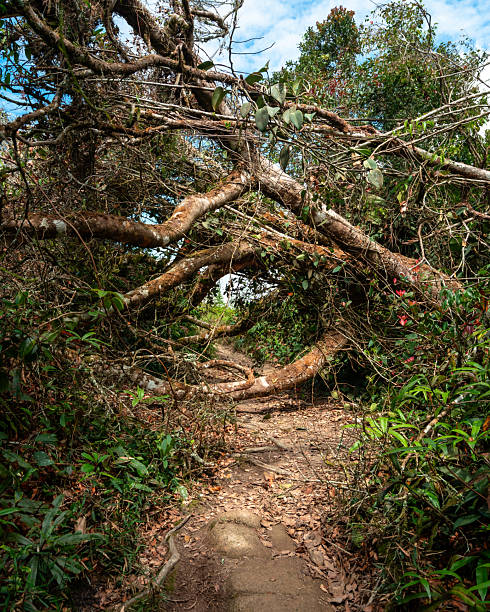 istock Fallen Tree Blocking Hiking Trail in Cameron Highlands Jungle 2253243589