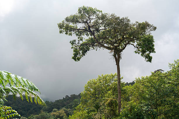 A lone towering tree stands above the dense tropical forest in the Cameron Highlands, Malaysia. Misty clouds roll over the lush green landscape, creating a dramatic and atmospheric jungle scene along Tanah Rata’s hiking trails.