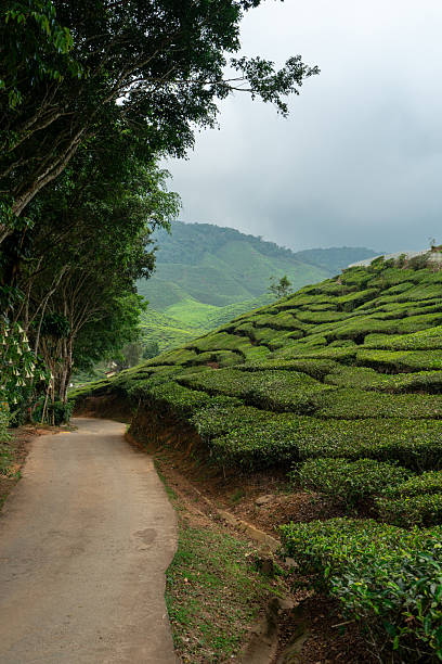 istock Path Through Tea Plantations in the Cameron Highlands, Malaysia 2253243631