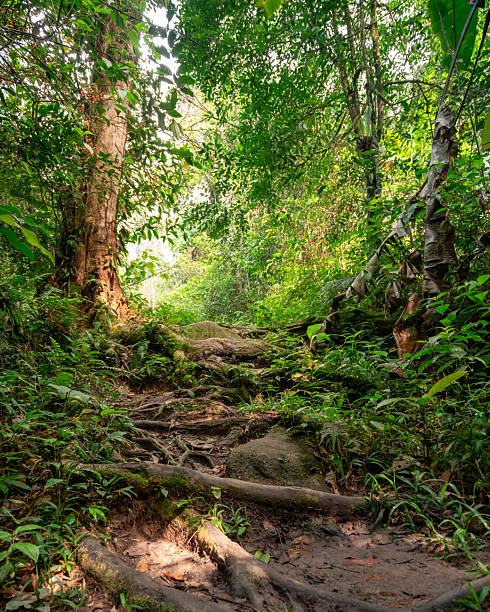 istock Jungle Trail With Exposed Roots Near Parit Falls, Malaysia 2253243657