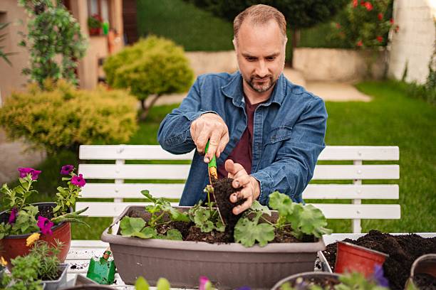 istock Man gardening planting flowers in backyard during spring hobby 2253250111