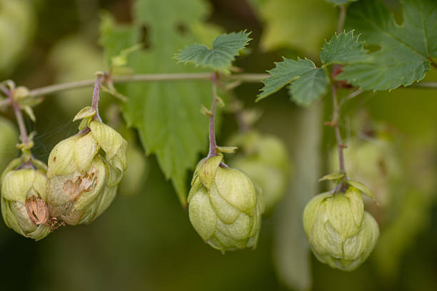 Dry hop cones, sowing seeds, autumn.