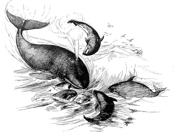 istock Antique illustration - pod of orca whales swirling 2253251581