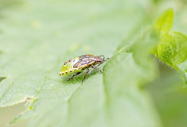istock Final (fifth) instar nymph Parent Bug (Elasmucha grisea) Family - Acanthosomatidae at Riverside Valley Park, Exeter, Devon, UK 2253252002