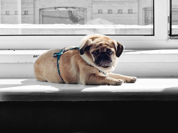 istock Fawn pug wearing a blue harness lying in the sun on a windowsill. 2253252083