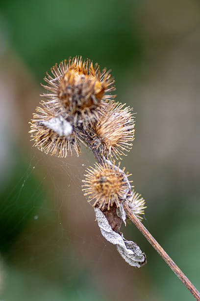 istock Lesser or little burdock or louse-bur or common burdock (Arctium minus) dried seed head at Riverside Valley Park, Exeter, Devon, UK 2253252204