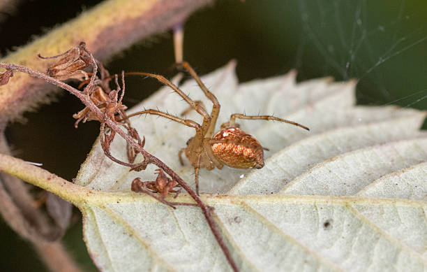 istock orb weaving spider (Metellina segmentata) at Riverside Valley Park, Exeter, Devon, UK isolated on a natural background 2253252238