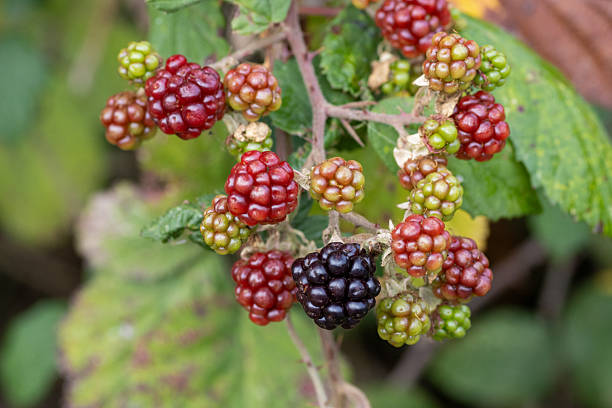 ripe fruit on common blackberry bramble (Rubus fruticosus) isolated on a natural green background at Riverside Valley Park, Exeter, Devon, UK