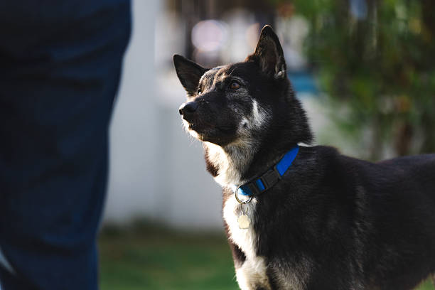 Pet owner is training to own domestic dog with dog biscuit.