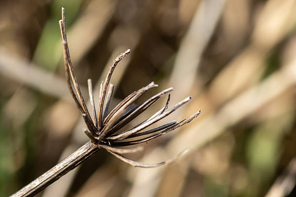 Macro photograph of two dried poppy (Papaver) seed heads against a warm, blurred background.
