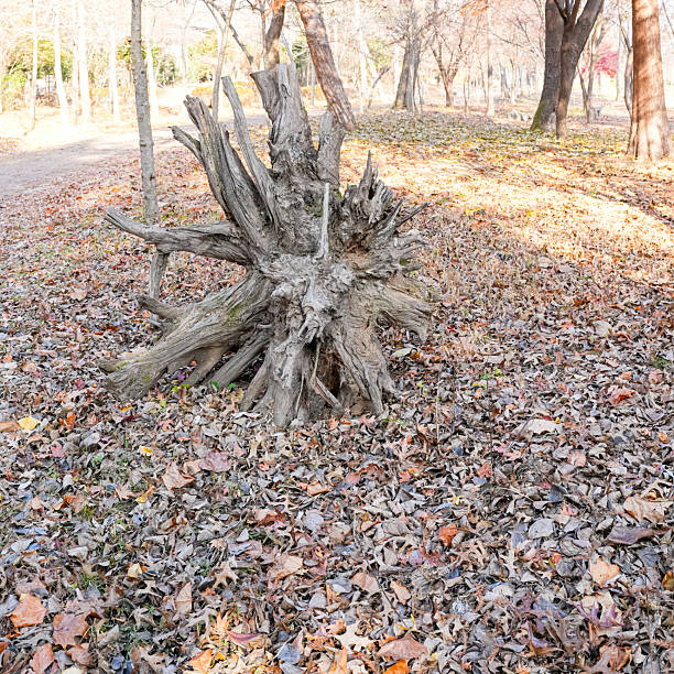 A weathered gray tree stump with sprawling roots sits prominently in a forest clearing, surrounded by a thick carpet of dry, brown autumn leaves on ground.