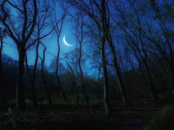Crescent moon in the night sky above a spring forest. Bright moon through the branches in the forest. Dreamy landscape.