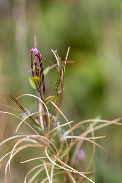 fireweed or rosebay willowherb (Chamaenerion angustifolium) at Riverside Valley Park, Exeter, Devon, UK