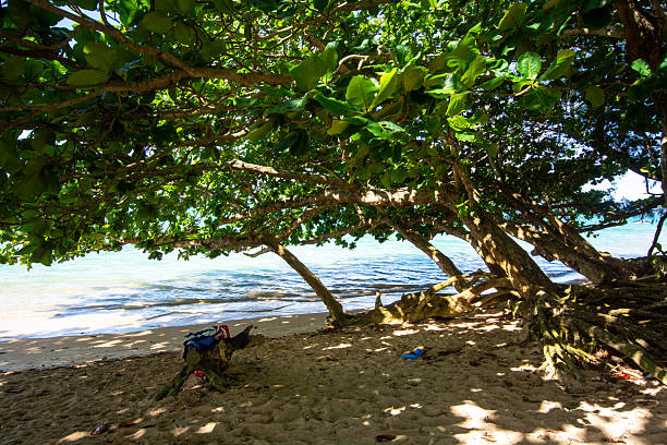 Anini Beach, under the trees at the beach, Kauai, Hawaii