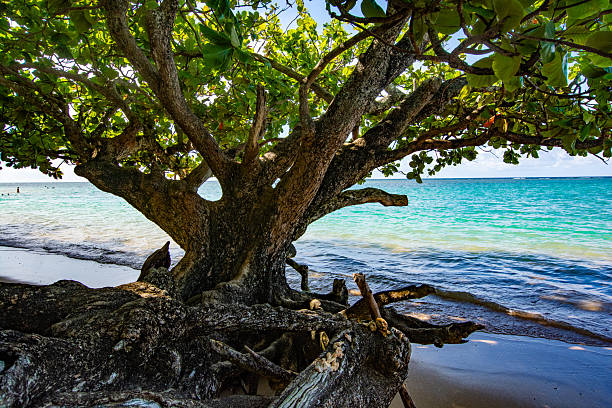 Mahahual Caribbean beach in Costa Maya of Mayan Mexico