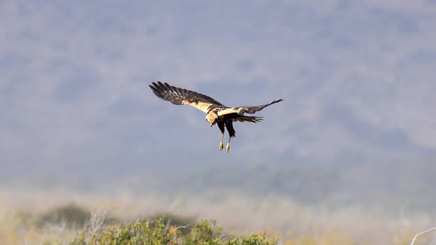 istock Western Marsh Harrier (Circus aeruginosus) Descending to Hunt at Akrotiri Marsh 2253257609